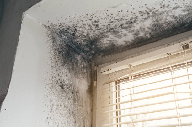 Affordable Mold Remediation solutions in Shrewsbury, PA